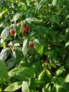 Autour de nos framboisiers… Conseils, astuces, compagnonnage, …